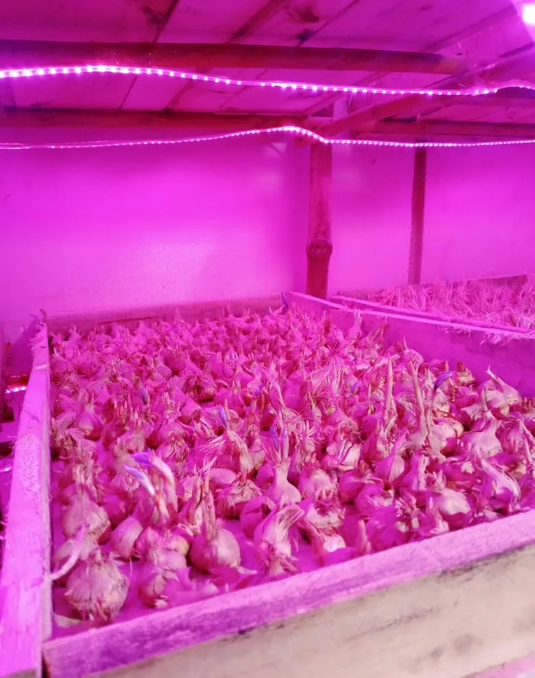 dormant saffron corms in a tray in aeroponics
