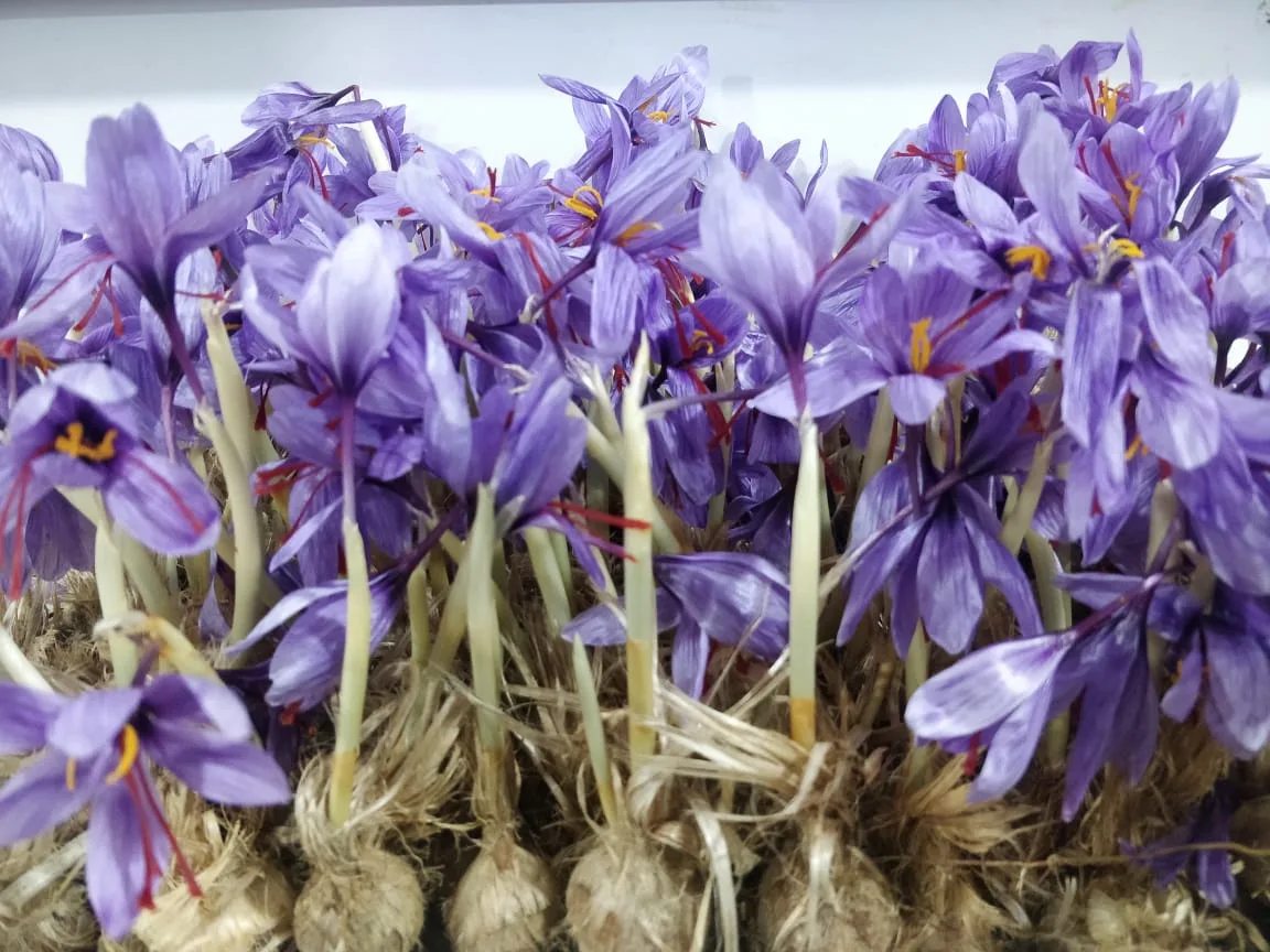 Saffron flowers in aeroponics