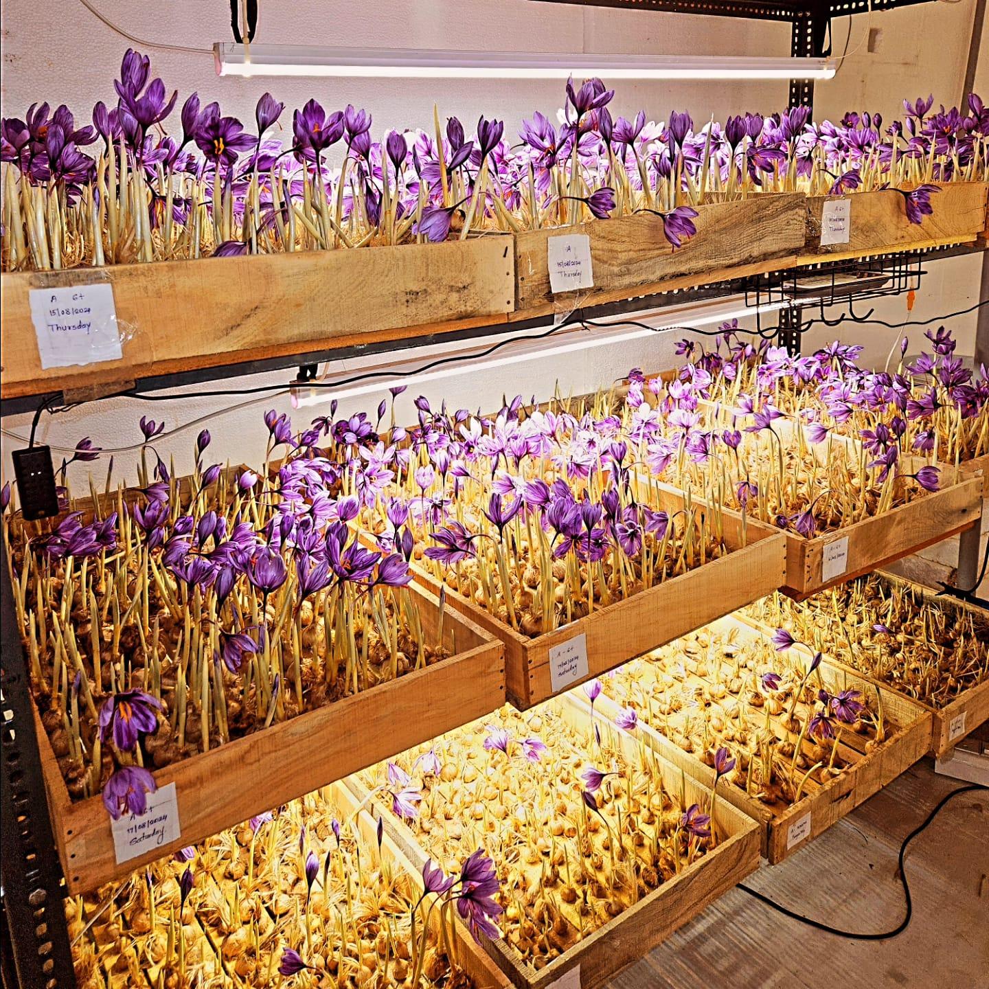 saffron hydroponics