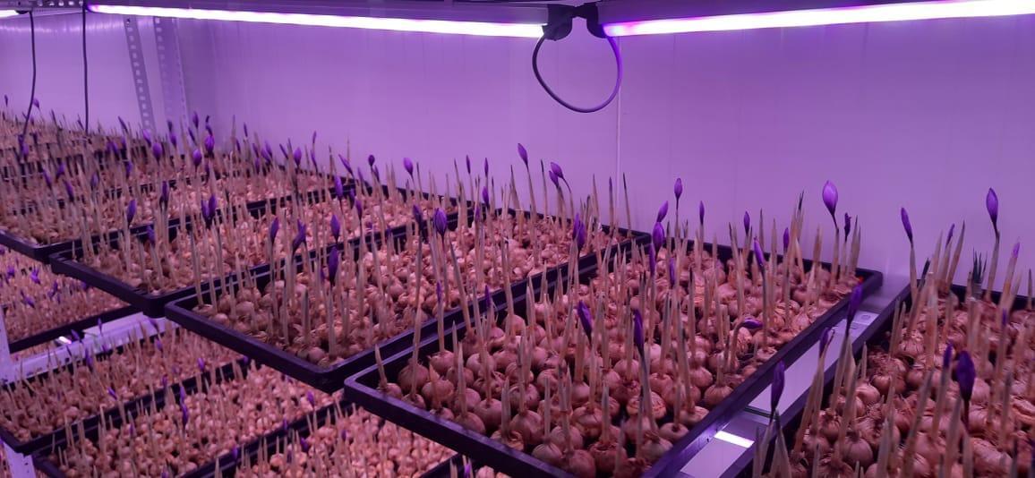 saffron farming at home