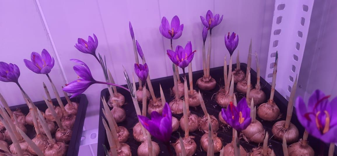 Best saffron farming training in India