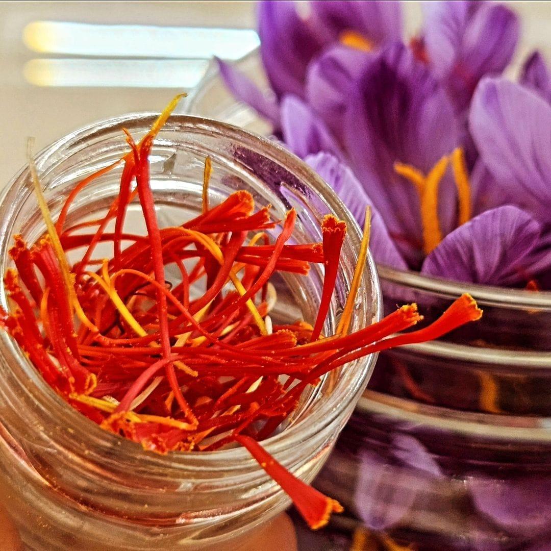 Saffron harvesting