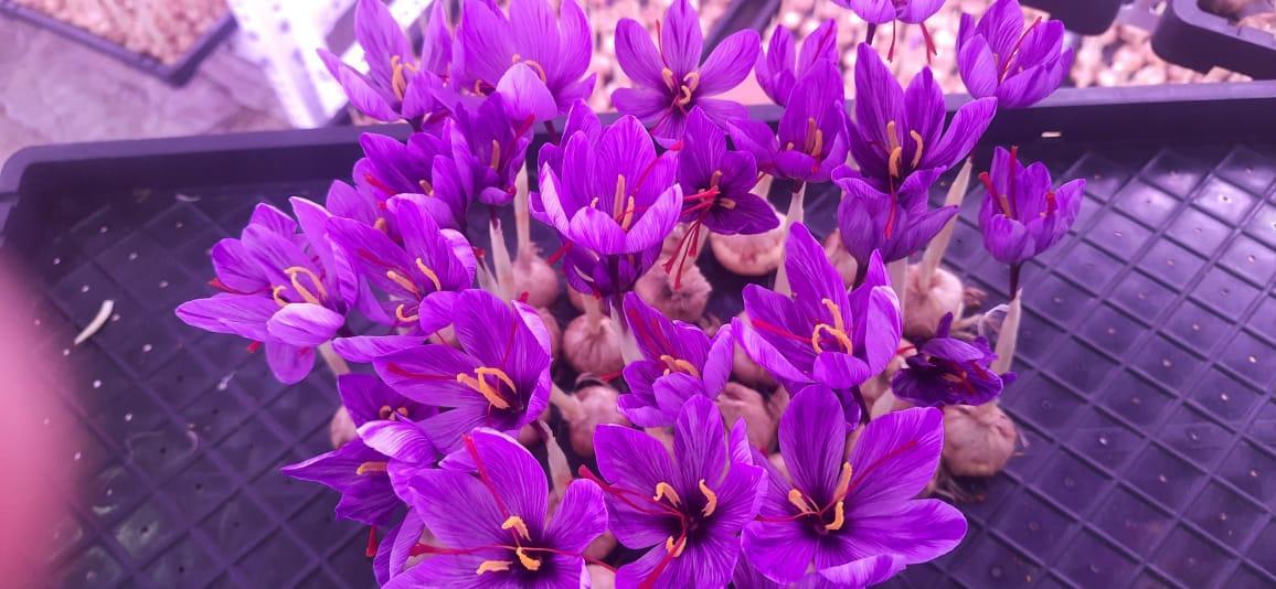 aeroponic saffron farming