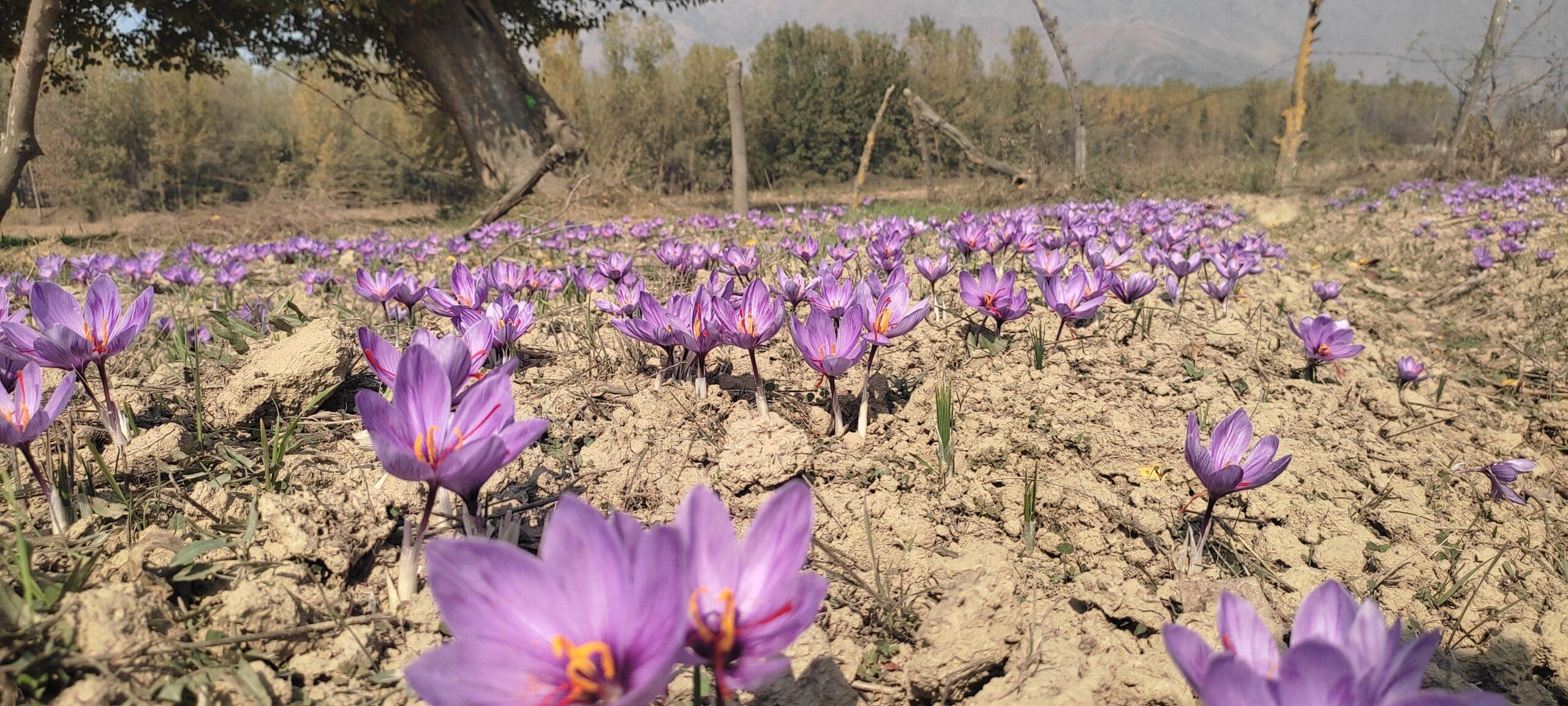 hydroponic saffron farming