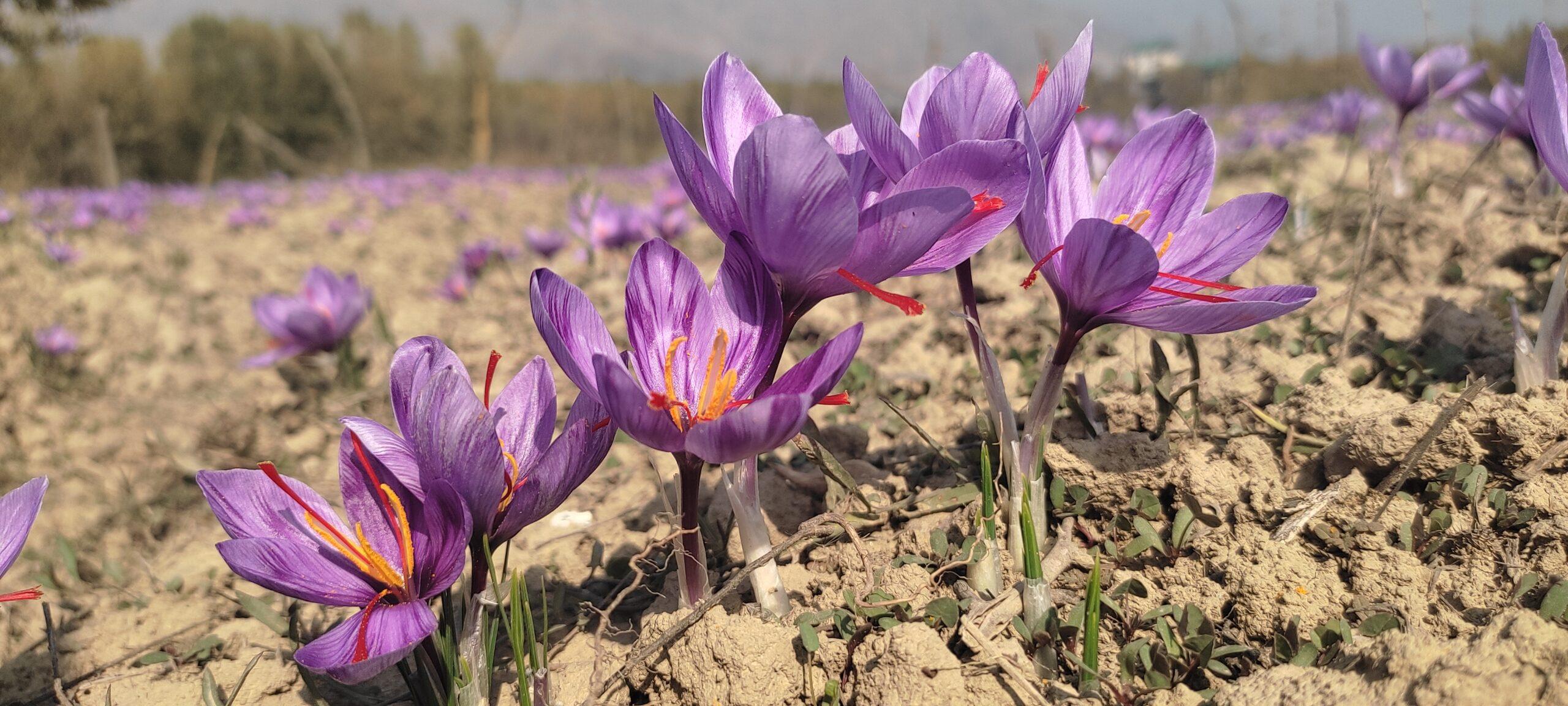 indoor kesar farming