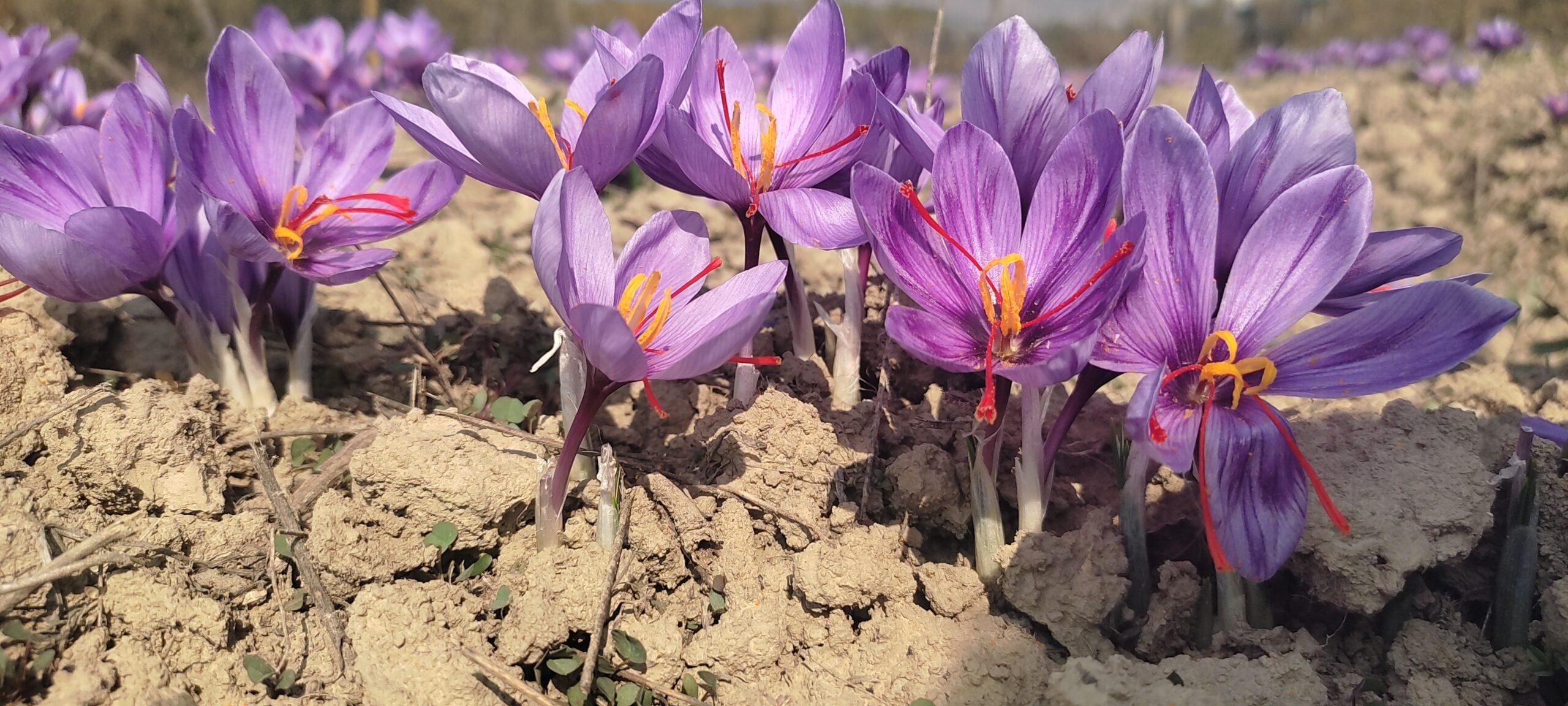 kesar farming in kashmir