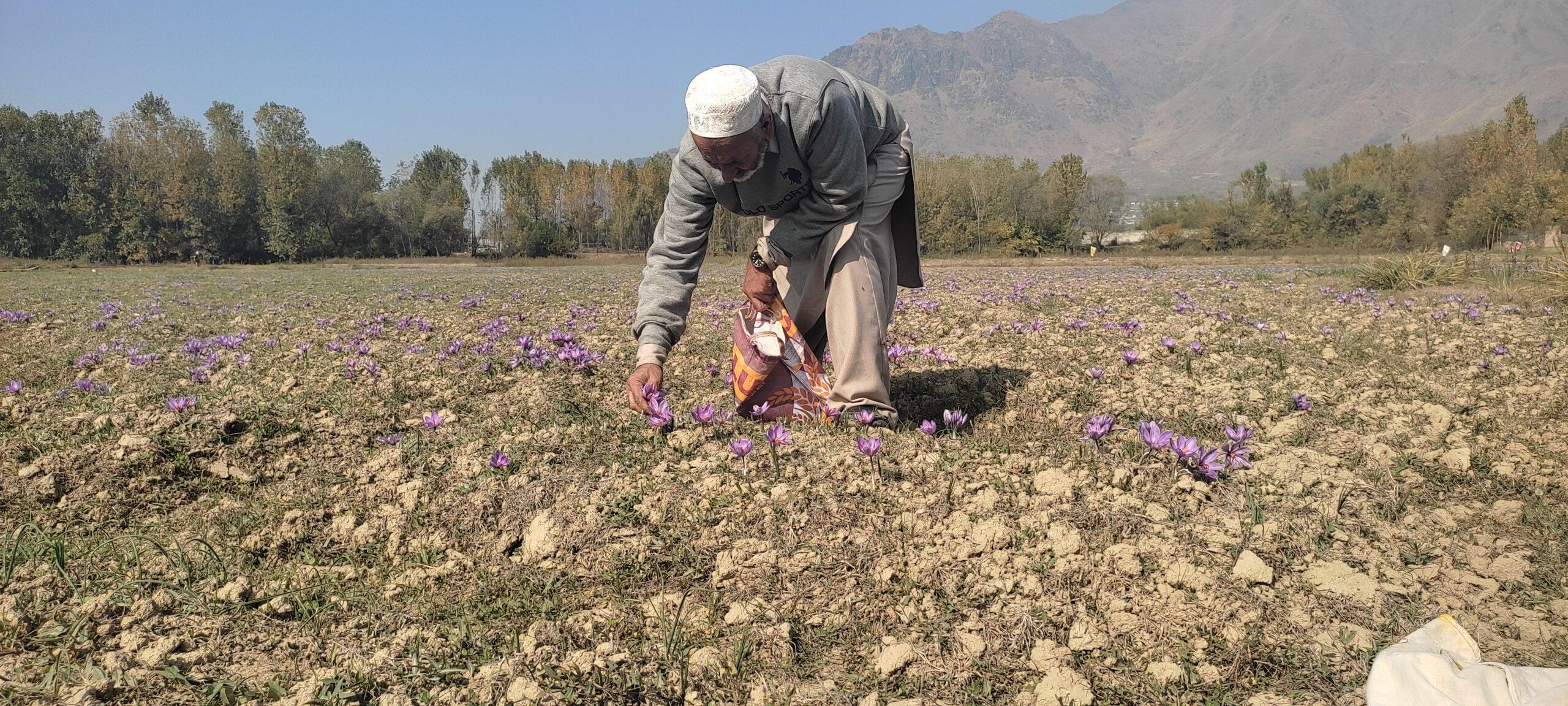saffron farming indoor