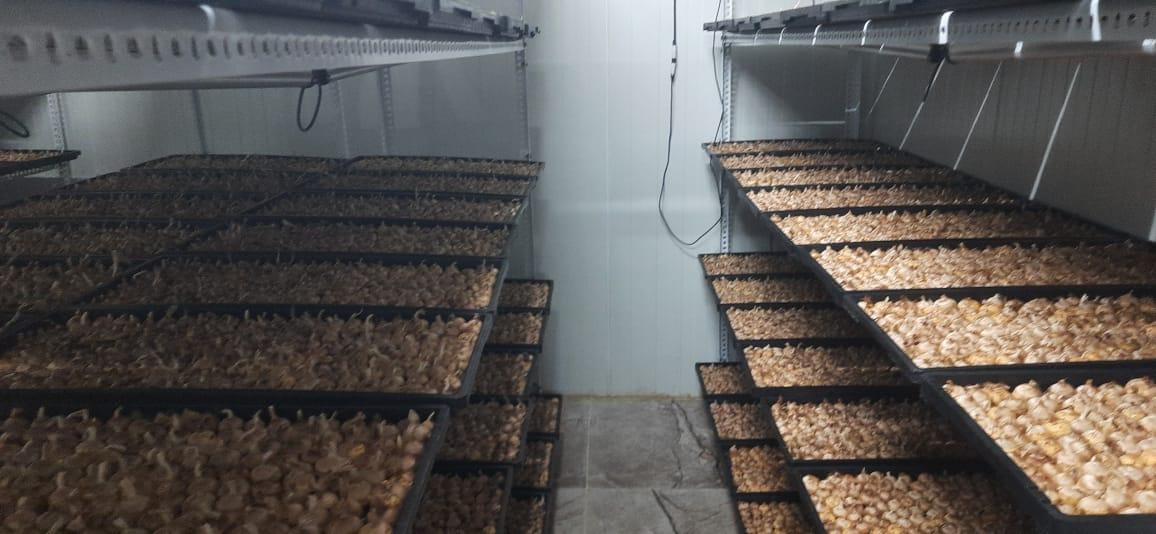 saffron farming setup