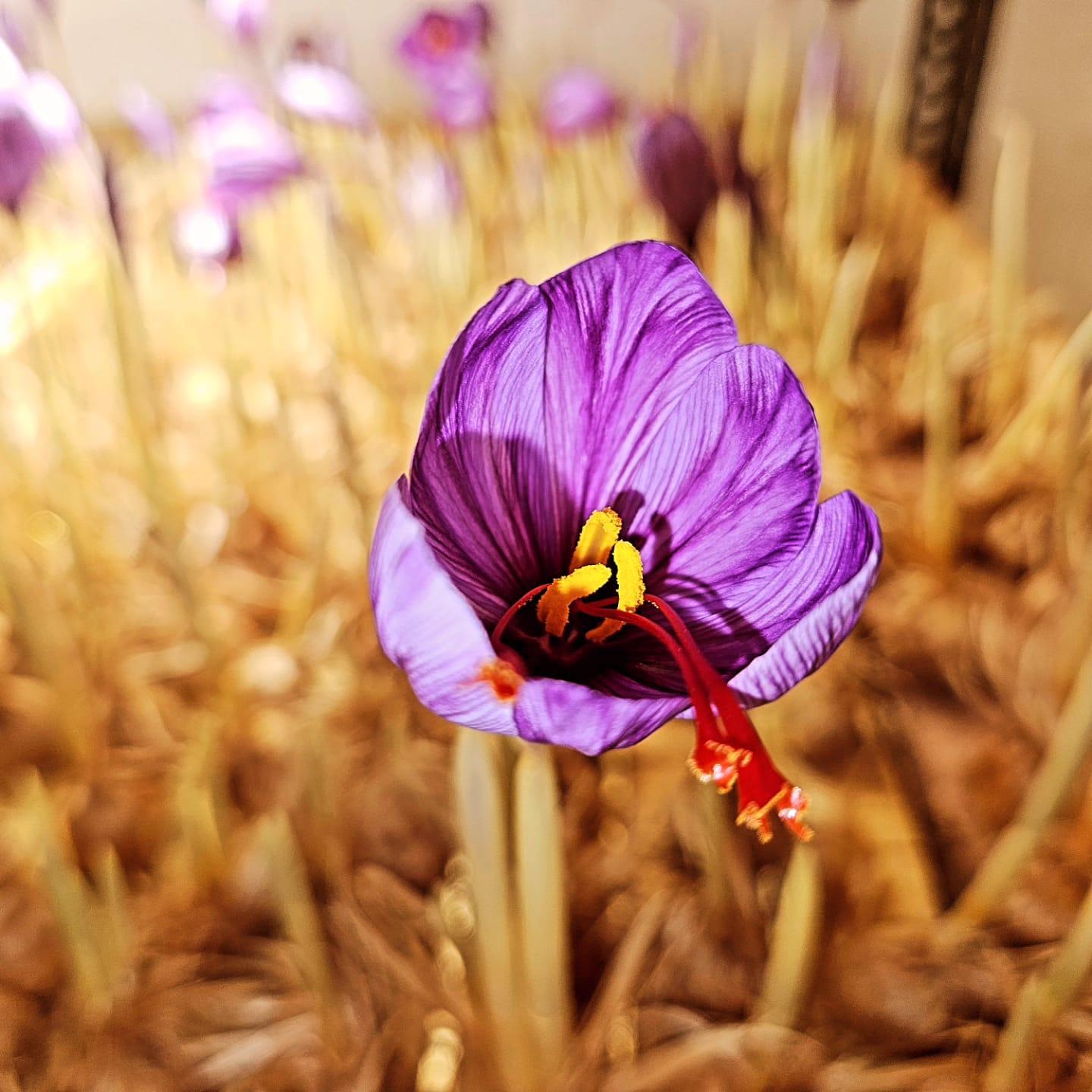 saffron hydroponic farming