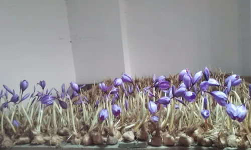 How Grow saffron at home