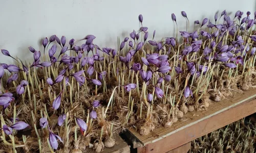 Mid stage of saffron flowering in aeroponics